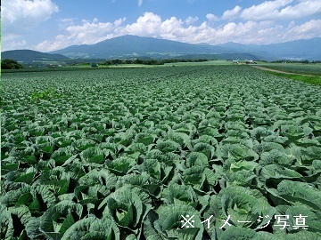 やまいち農園-1