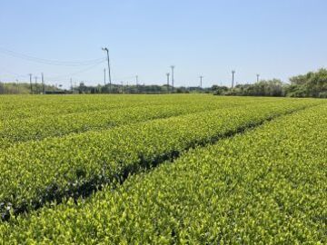 有限会社佐藤製茶工場-1