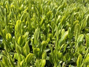 有限会社佐藤製茶工場-7