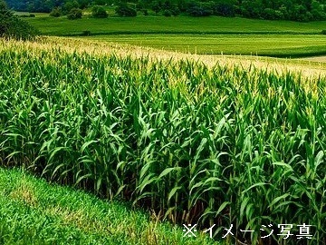 栃木県さくら市×肉牛/法人【43598】-2