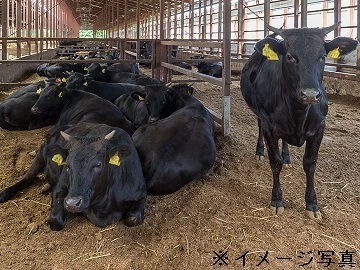 栃木県さくら市×肉牛/法人【43598】-1