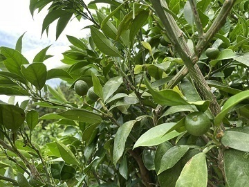 株式会社H.S.T.L.P 丸王果園-2