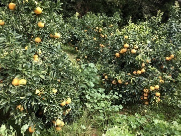 株式会社H.S.T.L.P 丸王果園-4
