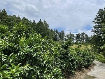 株式会社H.S.T.L.P 丸王果園-5