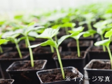 三重県伊賀市×花苗野菜苗/法人【43606】-top