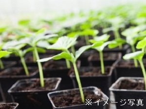 三重県伊賀市×花苗野菜苗/法人【43606】-top