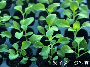 三重県伊賀市×花苗野菜苗/法人【43606】-1