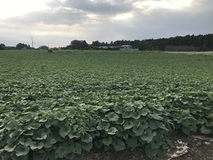 古川ファーム-top