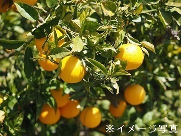 愛媛県八幡浜市×果樹/法人【35319】-1