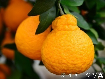 愛媛県八幡浜市×果樹/法人【35319】-2