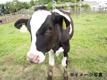 大武牧場(北海道)-top