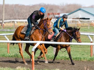 FUJIWARA STABLE-top