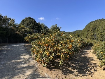池田ファーム-5
