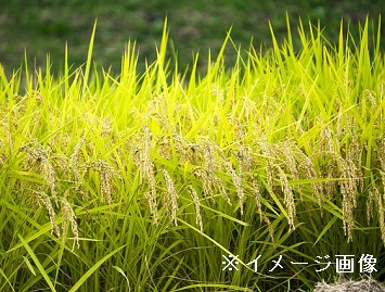 富山県入善町×稲作・野菜/法人【0841】-top