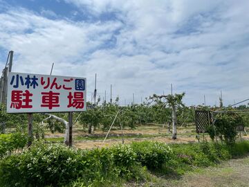 小林りんご園-3