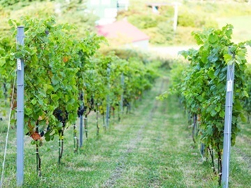 バーガンディー株式会社(Misono Vineyard)-1
