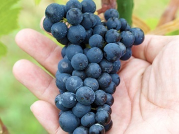 バーガンディー株式会社(Misono Vineyard)-4