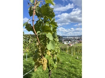 バーガンディー株式会社(Misono Vineyard)-3