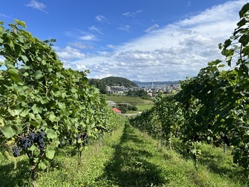 バーガンディー株式会社(Misono Vineyard)-2