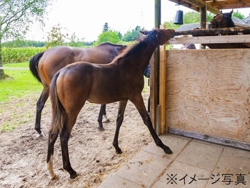 東京都品川区×競走馬/個人【43686】-1