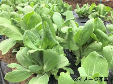 スリーエムベジ株式会社-3