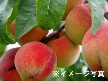 長野県飯田市×果樹/法人【43694】-2
