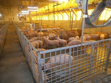 赤地養豚株式会社-5