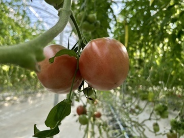 MAGOKOROFARM-4