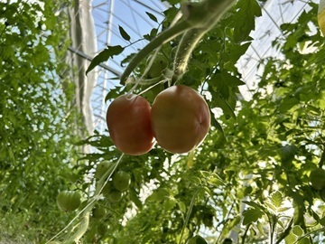 MAGOKOROFARM-6