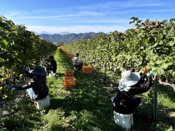 株式会社たかやまワイン農園-3