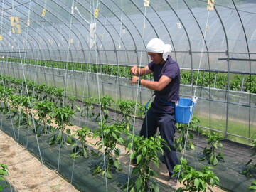 北海道新冠町 地域おこし協力隊募集-4