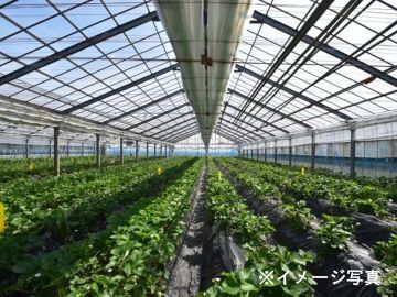 千葉県八街市×施設野菜/法人【43719】-2