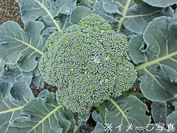 愛媛県内子町×野菜/法人【43741】-top
