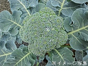 愛媛県内子町×野菜/法人【43741】-top