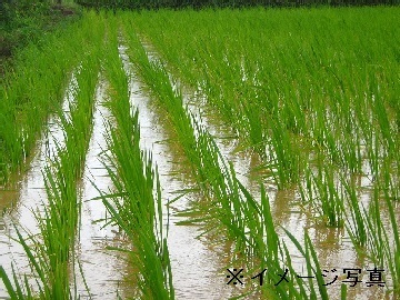 北海道・新潟県×稲作/法人【43748】-1