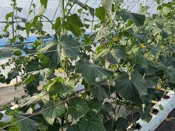 株式会社加藤農産-3