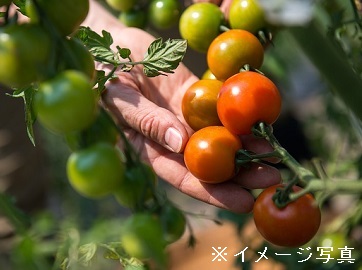 【東庄町×野菜/個人【0806】