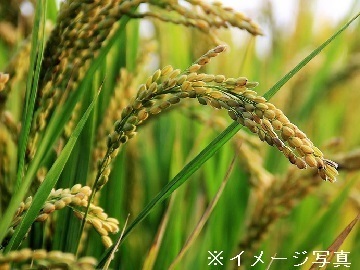 滋賀県竜王町×稲作/法人【32737】-1