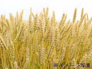 滋賀県竜王町×稲作/法人【32737】-2