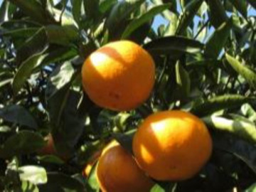 Little Mandarin Farm-3
