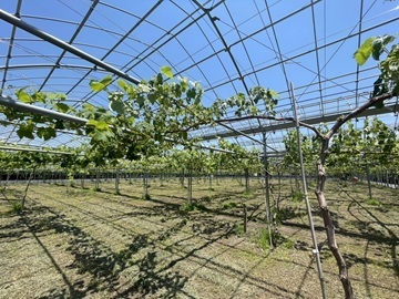 半田農園-3