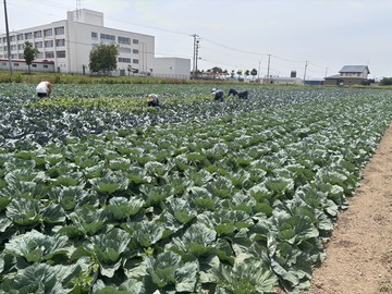 有限会社吉川農産-3