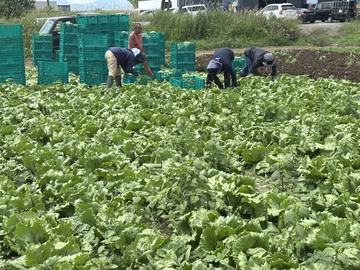 有限会社吉川農産-1
