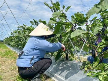 農業生産法人 有限会社住友フーズ-2