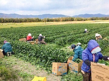 農業生産法人 有限会社住友フーズ-4