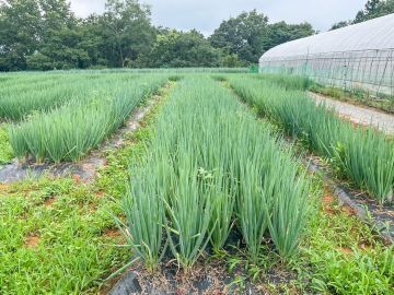 農業生産法人 有限会社住友フーズ-5