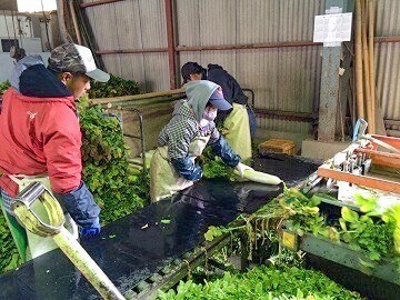 農業生産法人 有限会社住友フーズ-7