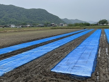 吉田農園-5