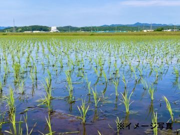 宮城県栗原市×稲作/法人【43892】-1