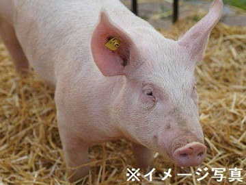宮崎県都城市×養豚/法人【43896】-1
